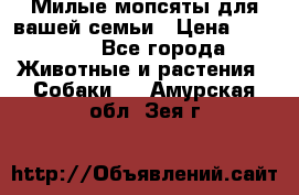 Милые мопсяты для вашей семьи › Цена ­ 20 000 - Все города Животные и растения » Собаки   . Амурская обл.,Зея г.